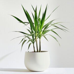 Home product 05